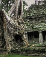 Tree at Angkor Wat