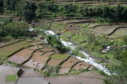 Banaue Rice Terraces Planting Season