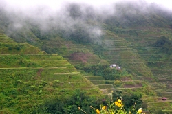Foggy Day at Banaue Rice Terraces