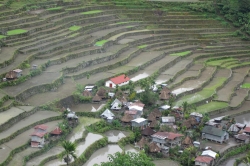 Banaue Rice Terraces With House and Green Spot and Rice