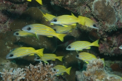 Lots of Yellow Fish at Great Barrier Reef