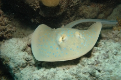 Sting Ray at Great Barrier Reef