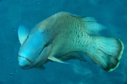 Big Fish at Great Barrier Reef