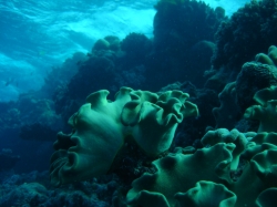 Taken at around 20m underwater... these weird corals were very funny to look at