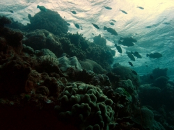 Alien Waterscape at Great Barrier Reef