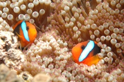 2 Beautiful Clownfish at Great Barrier Reef