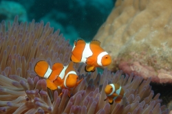 3 Clown Fish at Great Barrier Reef