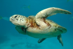 A Sea Turtle at Great Barrier Reef