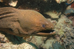 Moray Eel at Great Barrier Reef