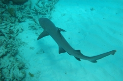 Reef Shark at Great Barrier Reef
