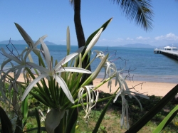 Scene Near Great Barrier Reef with Nice Flowers