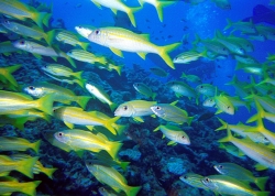 School of Yellow Tails at Great Barrier Reef