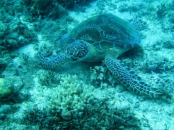 Sea Turtle Found at the Bottom of Great Barrier Reef