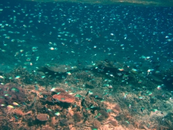 So Much Fish at Great Barrier Reef