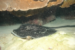 Sting Ray at the bottom of Great Barrier Reef