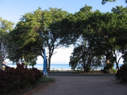 Tamarind Trees Near Great Barrier Reef