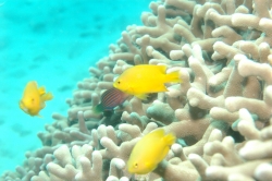 Three Yellow Fish at Great Barrier Fish