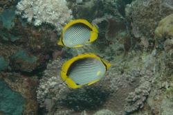 Two Fish at Great Barrier Reef