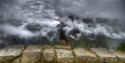 Caracara Chilling at Machu Picchu