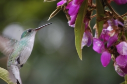 Colibri at Machu Picchu