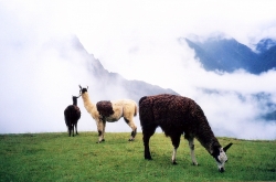 Llamas Near The Great Machu Picchu