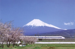 Mount Fuji With a Shinkansen (Railway Lines) and Sakura (Cherry) Blossoms in the Front