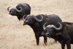 3 Buffalos and a Friend