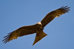 Black Kite in Flight