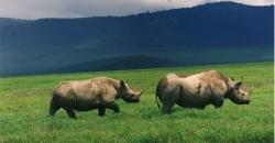 Pair of Black Rhinos