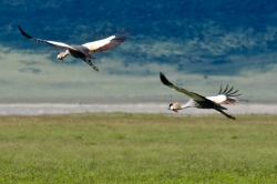 Crowned Cranes in Flight