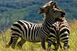 Duelling Zebras