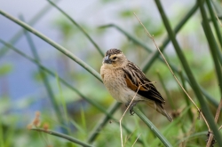 Fan Tailed Widowbird