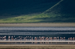 Flamingoes in the Ngorongoro Crater
