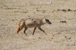 Golden Jackal at Ngorongoro Crater