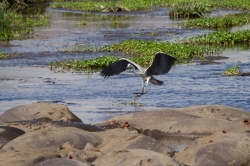Grey Heron and Hippos