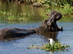 Hippo Falling Asleep