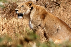 This Lion Will Eat Anything