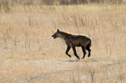 Hyena at Ngorongoro Crater