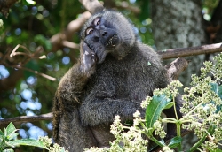 Why is the Monkey Scratching Himself?