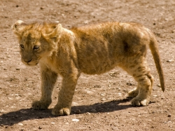 Lion Cub on Dirt Road