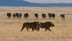 Do Lions Eat Zebras?