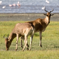 Pair of Hartebeest Near The Water