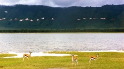 Thomsons Gazelles and Flamingos