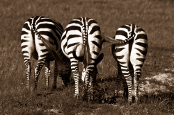 Zebra Behinds