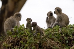 Vervet Monkeys Enjoying Themselves