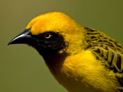 Vitelline Masked Weaver