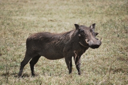 Warthog at Ngorongoro Crater
