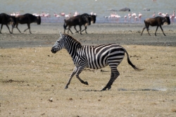 Zebra and Wildebeest