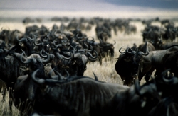 Horde of Wildebeest