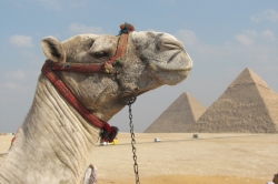 Camel, Khafre and Menkaure Pyramids Background